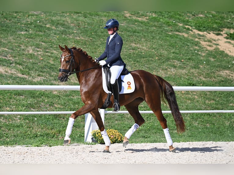 Sportivo Tedesco / Sportivo della Germania Giumenta 4 Anni Sauro scuro in Gomadingen