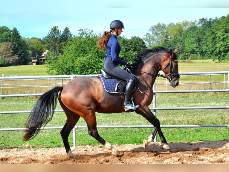 Sportivo Tedesco / Sportivo della Germania Giumenta 5 Anni 158 cm Baio in Eckersdorf