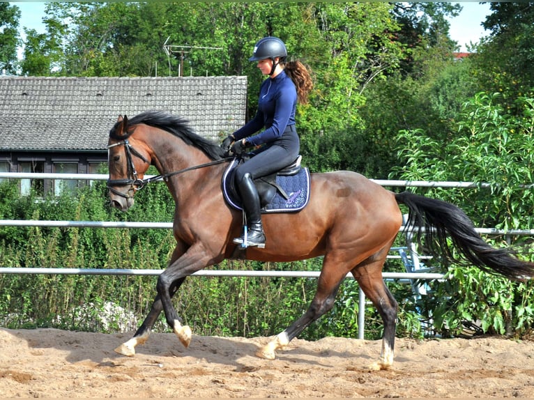 Sportivo Tedesco / Sportivo della Germania Giumenta 5 Anni 158 cm Baio in Eckersdorf