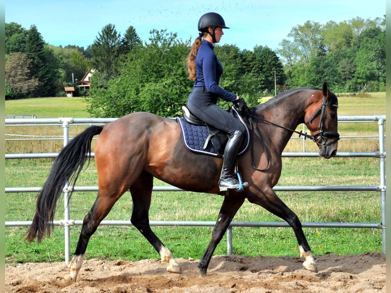 Sportivo Tedesco / Sportivo della Germania Giumenta 5 Anni 158 cm Baio in Eckersdorf