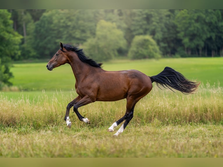 Sportivo Tedesco / Sportivo della Germania Giumenta 5 Anni 158 cm Baio in Eckersdorf