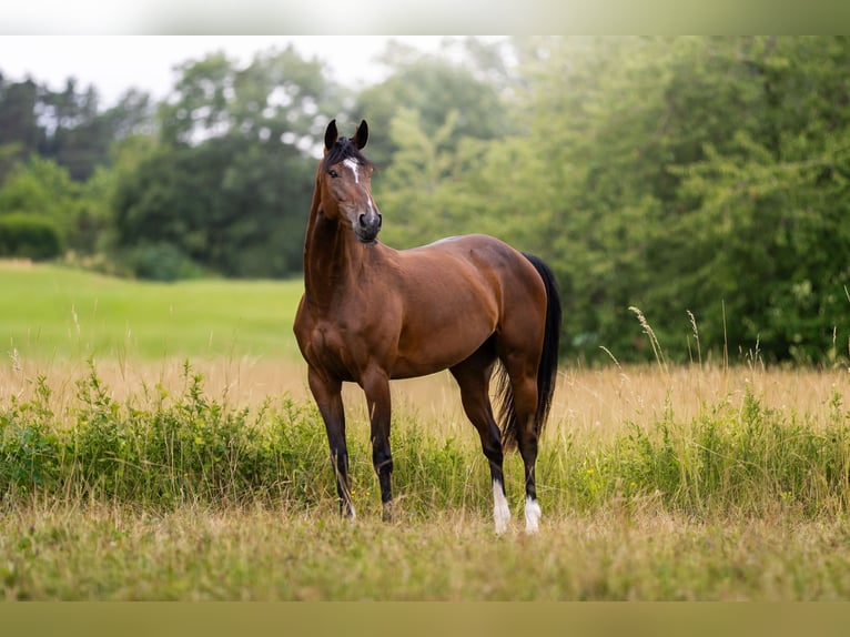Sportivo Tedesco / Sportivo della Germania Giumenta 5 Anni 158 cm Baio in Eckersdorf