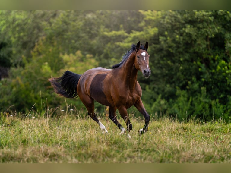 Sportivo Tedesco / Sportivo della Germania Giumenta 5 Anni 158 cm Baio in Eckersdorf