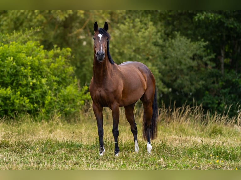 Sportivo Tedesco / Sportivo della Germania Giumenta 5 Anni 158 cm Baio in Eckersdorf