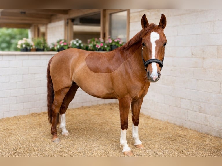 Sportivo Tedesco / Sportivo della Germania Giumenta 5 Anni 159 cm Sauro in Inzlingen