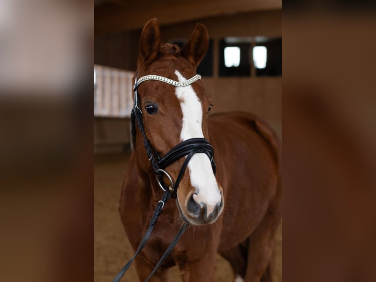 Sportivo Tedesco / Sportivo della Germania Giumenta 5 Anni 160 cm Sauro in Ellwangen (Jagst)