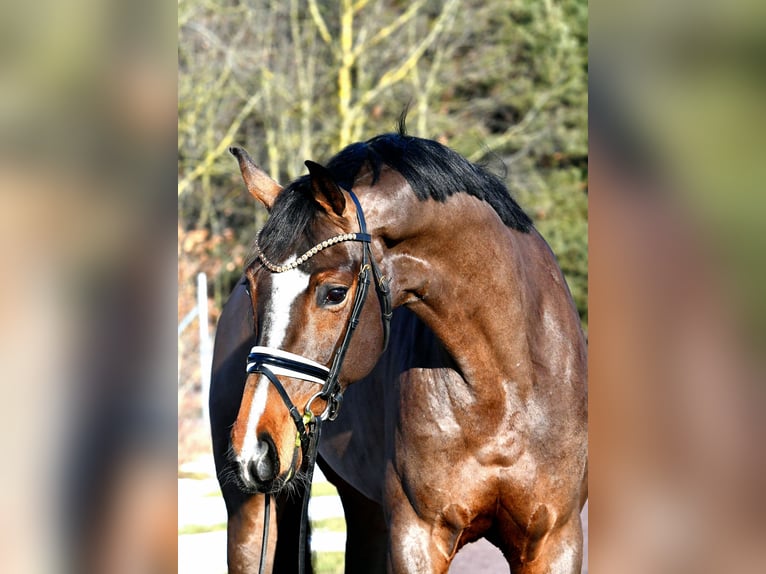 Sportivo Tedesco / Sportivo della Germania Giumenta 5 Anni 162 cm Baio in Kamern