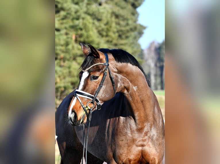 Sportivo Tedesco / Sportivo della Germania Giumenta 5 Anni 162 cm Baio in Kamern