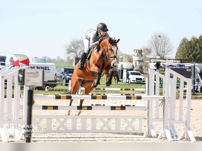 Sportivo Tedesco / Sportivo della Germania Giumenta 5 Anni 163 cm Baio in Ravensburg