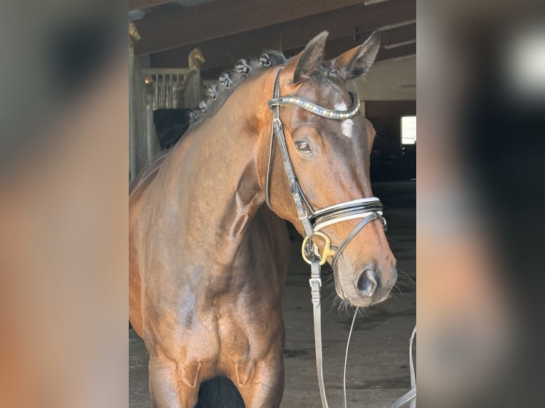 Sportivo Tedesco / Sportivo della Germania Giumenta 5 Anni 163 cm Baio scuro in Ebenweiler