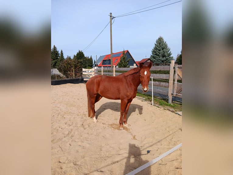 Sportivo Tedesco / Sportivo della Germania Giumenta 5 Anni 163 cm Sauro in Kitzscher