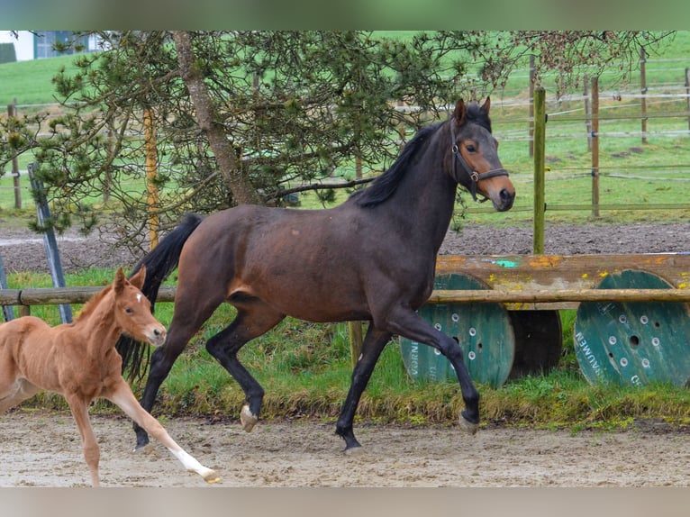 Sportivo Tedesco / Sportivo della Germania Giumenta 5 Anni 164 cm Baio in Kißlegg