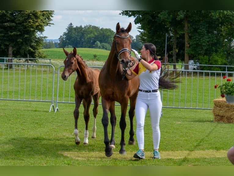 Sportivo Tedesco / Sportivo della Germania Giumenta 5 Anni 164 cm Baio in Kißlegg