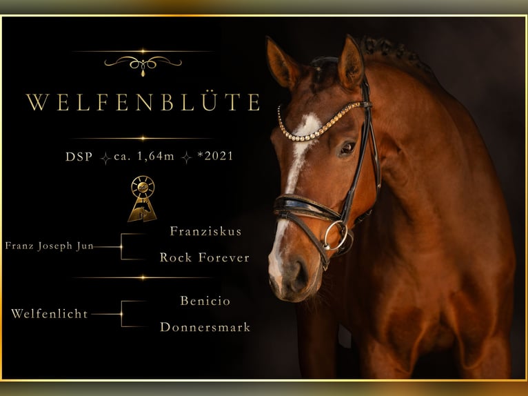 Sportivo Tedesco / Sportivo della Germania Giumenta 5 Anni 164 cm Baio in Wehringen