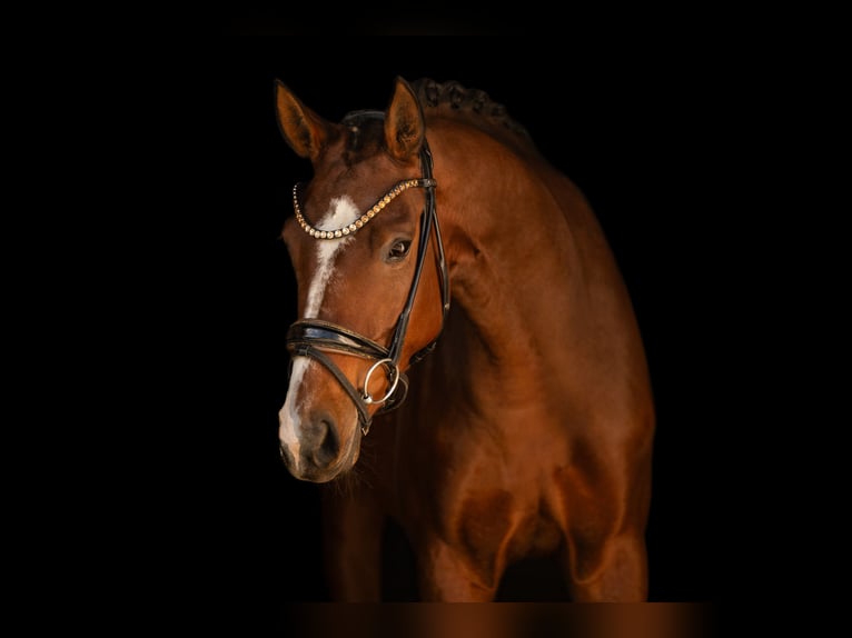 Sportivo Tedesco / Sportivo della Germania Giumenta 5 Anni 164 cm Baio in Wehringen