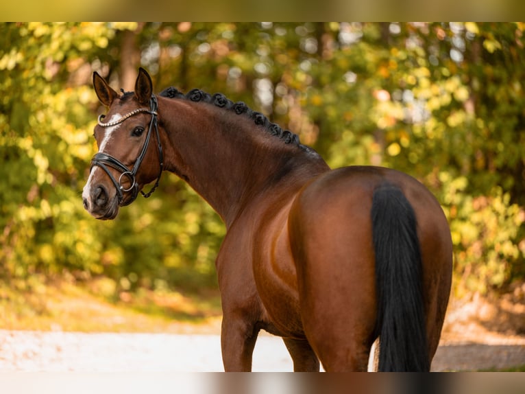 Sportivo Tedesco / Sportivo della Germania Giumenta 5 Anni 164 cm Baio in Wehringen