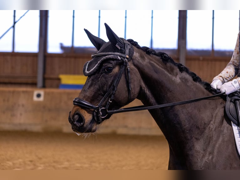 Sportivo Tedesco / Sportivo della Germania Giumenta 5 Anni 164 cm Baio scuro in Rottach-Egern
