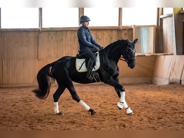 Sportivo Tedesco / Sportivo della Germania Giumenta 5 Anni 164 cm Morello in Bayreuth