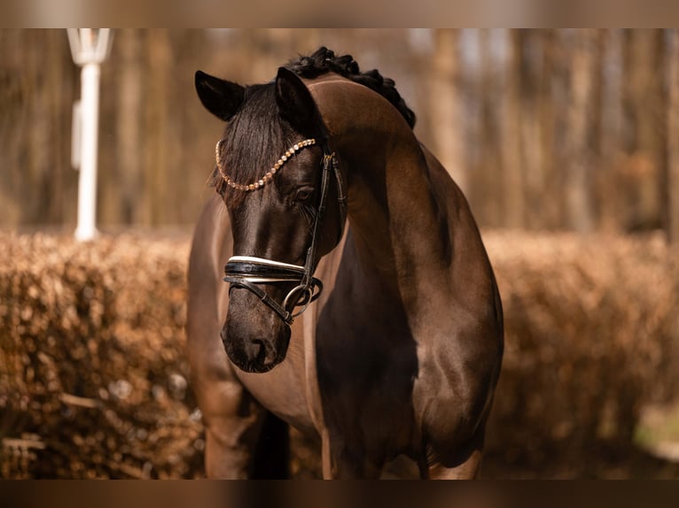 Sportivo Tedesco / Sportivo della Germania Giumenta 5 Anni 164 cm Morello in Wehringen