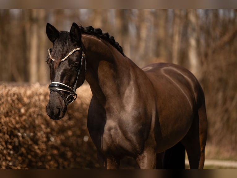 Sportivo Tedesco / Sportivo della Germania Giumenta 5 Anni 164 cm Morello in Wehringen