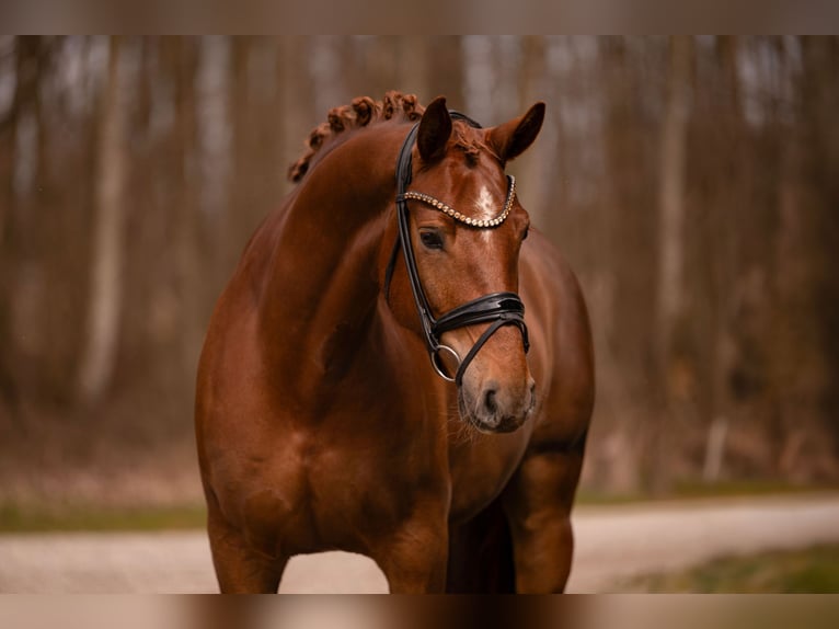 Sportivo Tedesco / Sportivo della Germania Giumenta 5 Anni 164 cm Sauro scuro in Wehringen