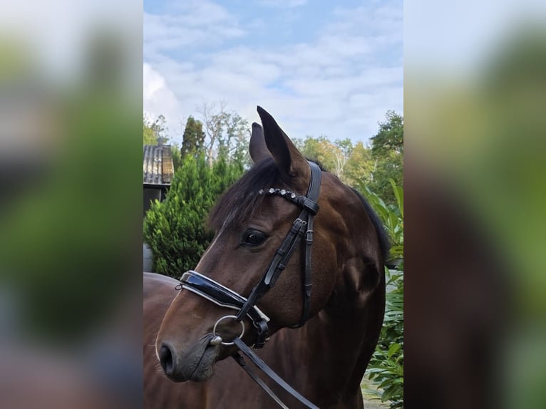 Sportivo Tedesco / Sportivo della Germania Giumenta 5 Anni 165 cm Baio scuro in Braunschweig