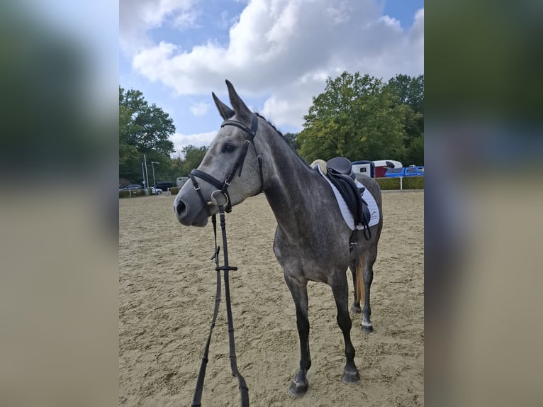 Sportivo Tedesco / Sportivo della Germania Giumenta 5 Anni 165 cm Grigio in Sebnitz