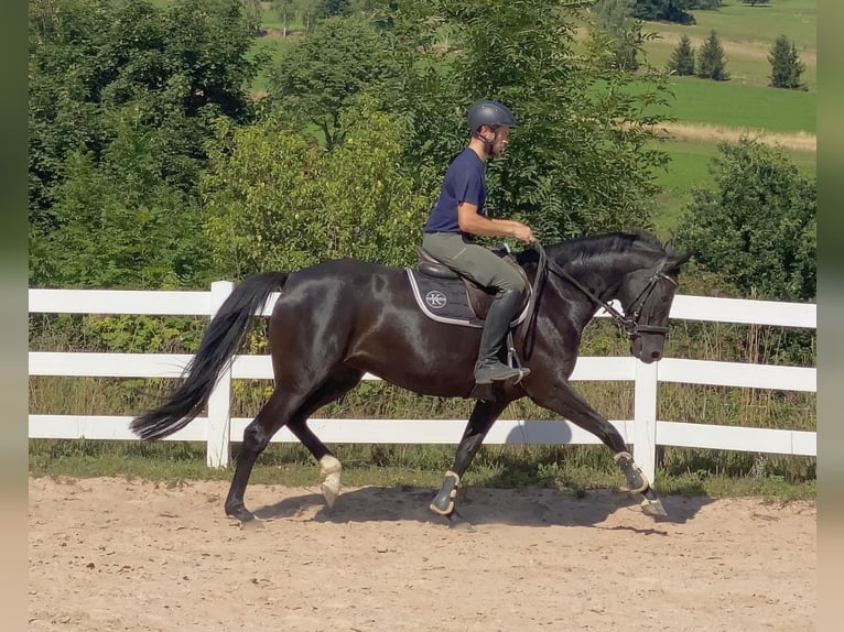 Sportivo Tedesco / Sportivo della Germania Giumenta 5 Anni 165 cm Morello in Neustadt in Sachsen