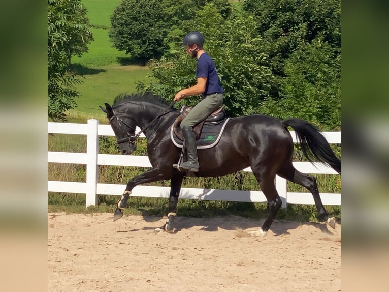 Sportivo Tedesco / Sportivo della Germania Giumenta 5 Anni 165 cm Morello in Neustadt in Sachsen