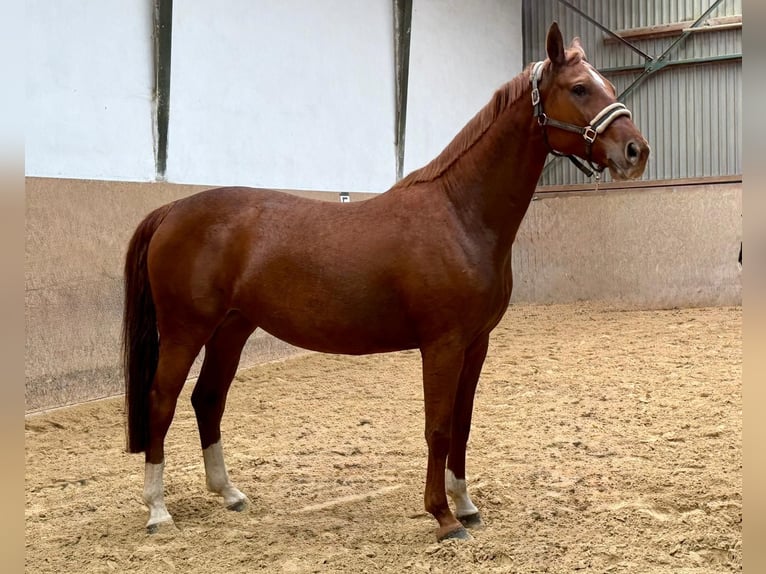 Sportivo Tedesco / Sportivo della Germania Giumenta 5 Anni 165 cm Sauro in Burgthann