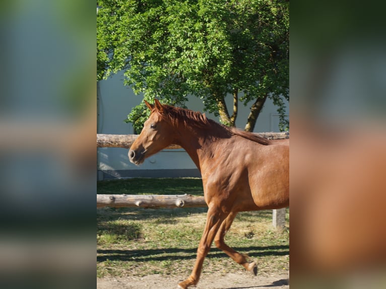 Sportivo Tedesco / Sportivo della Germania Giumenta 5 Anni 165 cm Sauro in Osterhofen
