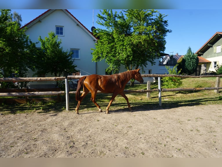 Sportivo Tedesco / Sportivo della Germania Giumenta 5 Anni 165 cm Sauro in Osterhofen