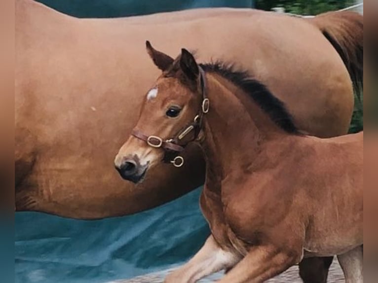 Sportivo Tedesco / Sportivo della Germania Giumenta 5 Anni 166 cm Baio in Erharting