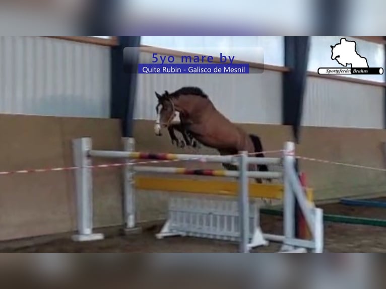 Sportivo Tedesco / Sportivo della Germania Giumenta 5 Anni 166 cm Baio in Gadow