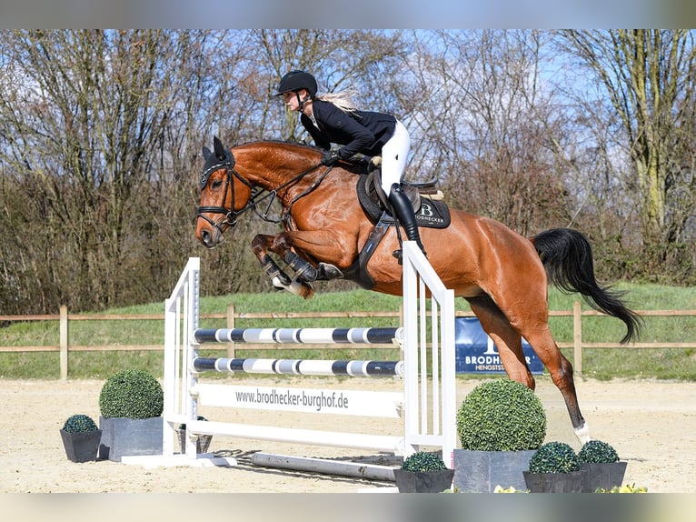 Sportivo Tedesco / Sportivo della Germania Giumenta 5 Anni 166 cm Baio in Riedstadt