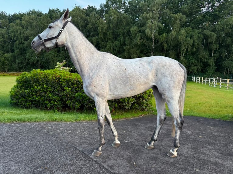 Sportivo Tedesco / Sportivo della Germania Giumenta 5 Anni 166 cm Grigio in Thuine