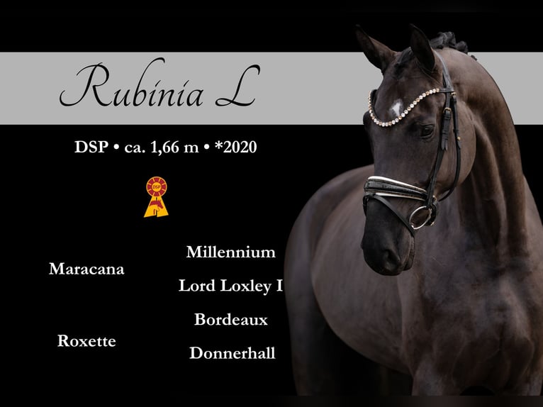 Sportivo Tedesco / Sportivo della Germania Giumenta 5 Anni 166 cm Morello in Wehringen