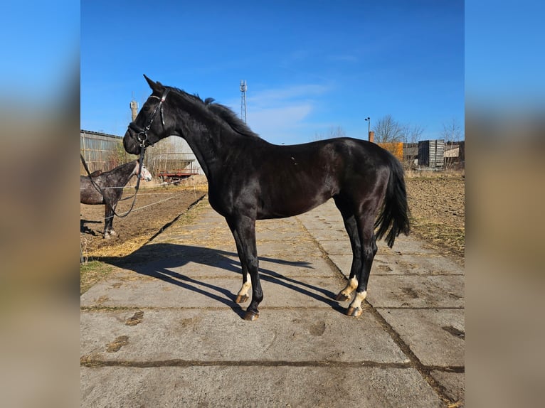 Sportivo Tedesco / Sportivo della Germania Giumenta 5 Anni 166 cm Morello in Zeulenroda Triebes