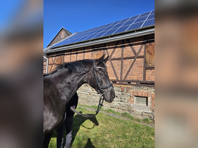 Sportivo Tedesco / Sportivo della Germania Giumenta 5 Anni 166 cm Morello in Zeulenroda Triebes