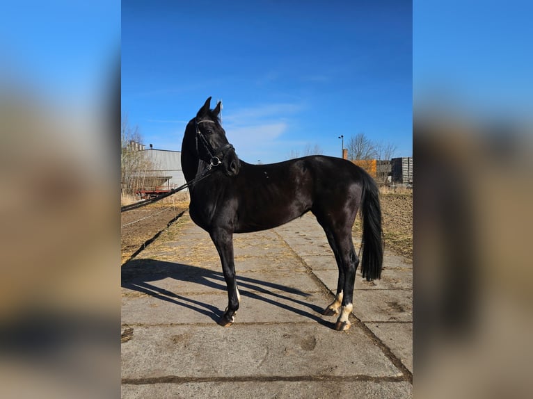 Sportivo Tedesco / Sportivo della Germania Giumenta 5 Anni 166 cm Morello in Zeulenroda Triebes