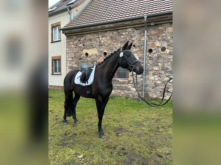 Sportivo Tedesco / Sportivo della Germania Giumenta 5 Anni 166 cm Morello in Trebbin