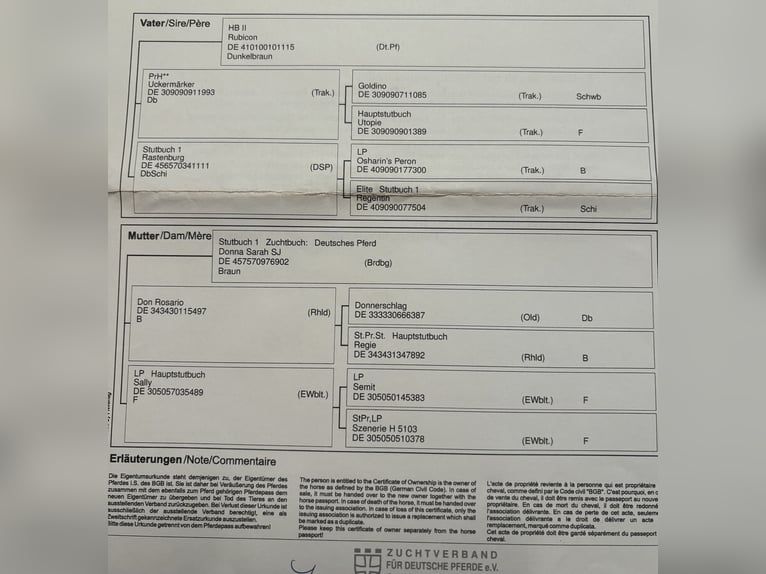 Sportivo Tedesco / Sportivo della Germania Giumenta 5 Anni 166 cm Sauro in Langerwisch
