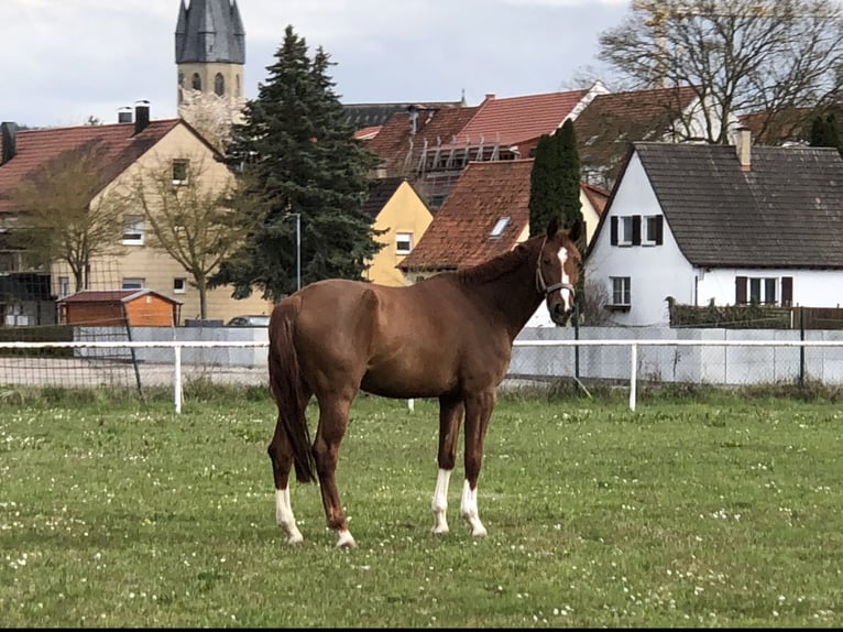 Sportivo Tedesco / Sportivo della Germania Giumenta 5 Anni 166 cm Sauro in Eppingen