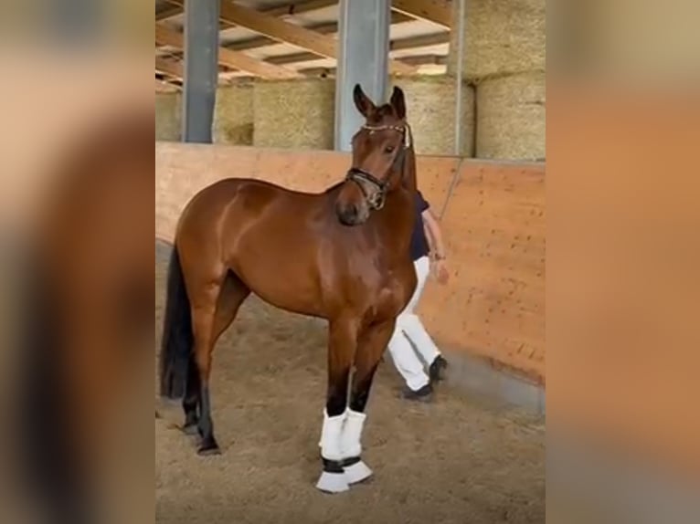 Sportivo Tedesco / Sportivo della Germania Giumenta 5 Anni 167 cm Baio in Hallbergmoos