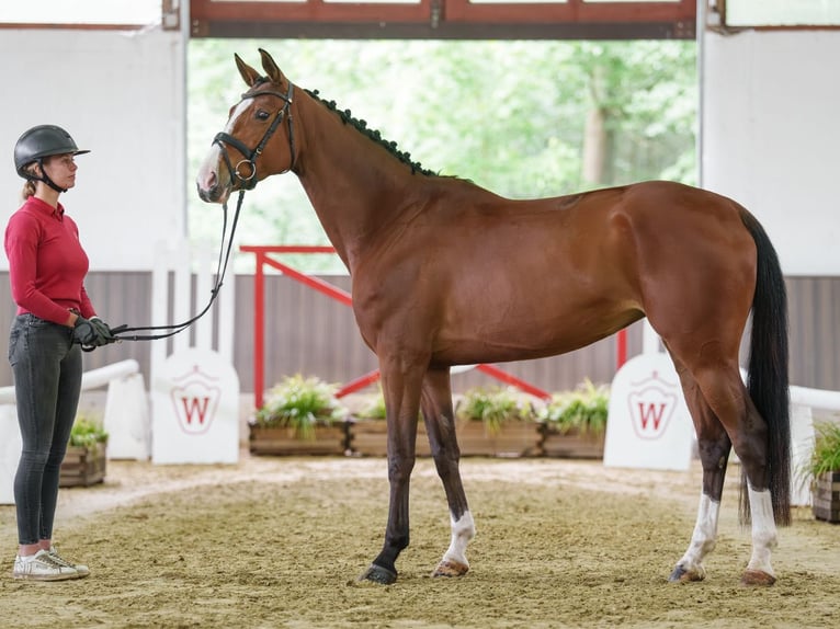 Sportivo Tedesco / Sportivo della Germania Giumenta 5 Anni 167 cm Baio in Münster-Handorf