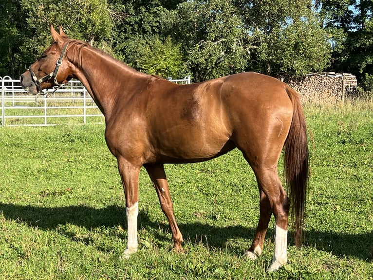 Sportivo Tedesco / Sportivo della Germania Giumenta 5 Anni 167 cm Sauro in Balingen