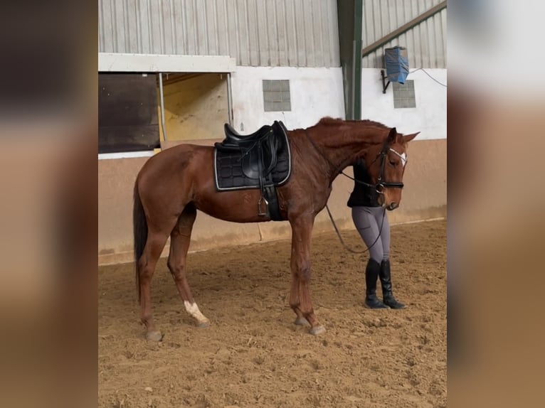 Sportivo Tedesco / Sportivo della Germania Giumenta 5 Anni 167 cm Sauro in Plattenburg