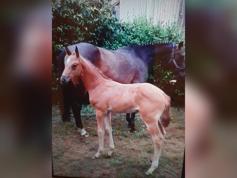 Sportivo Tedesco / Sportivo della Germania Giumenta 5 Anni 167 cm Sauro in Plattenburg