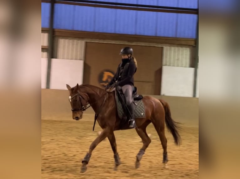 Sportivo Tedesco / Sportivo della Germania Giumenta 5 Anni 167 cm Sauro in Plattenburg