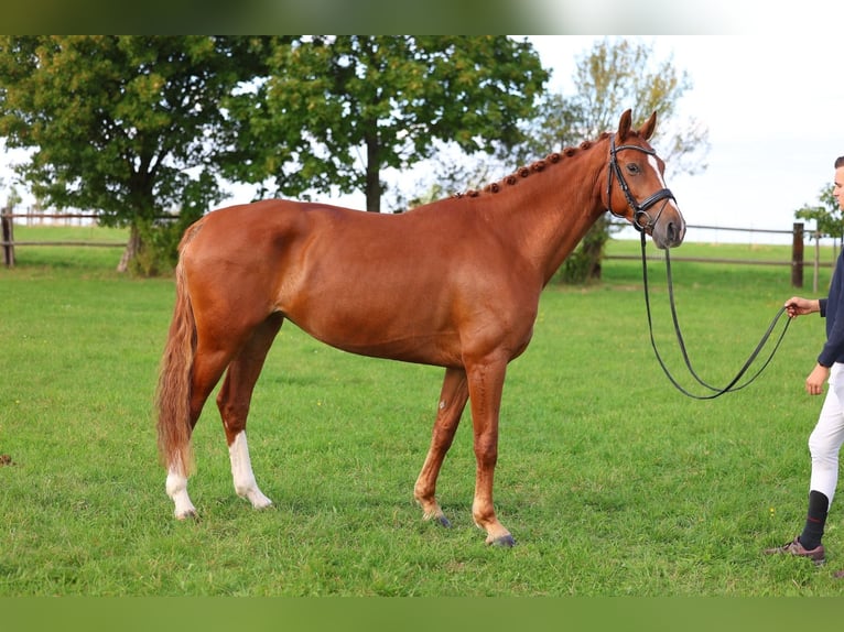 Sportivo Tedesco / Sportivo della Germania Giumenta 5 Anni 167 cm Sauro in Priestewitz